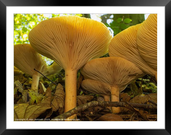 Fungi Towers Framed Mounted Print by Alan Dunnett