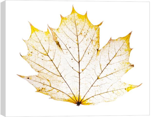 Leaf Lines Canvas Print by Kelly Bailey
