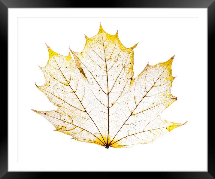 Leaf Lines Framed Mounted Print by Kelly Bailey