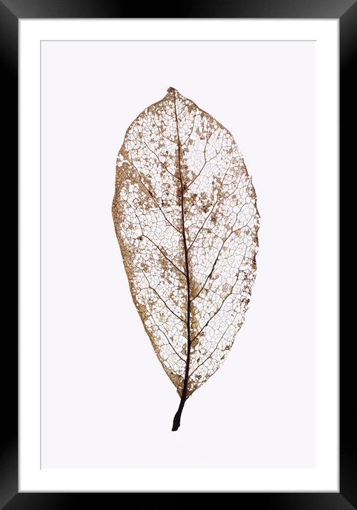 Leaf Lines 3 Framed Mounted Print by Kelly Bailey