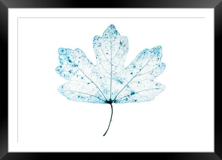 Leaf Lines 7 Framed Mounted Print by Kelly Bailey