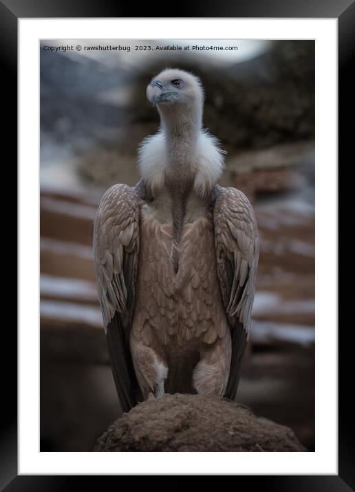 A Detailed Griffon Vulture Portrait Framed Mounted Print by rawshutterbug 