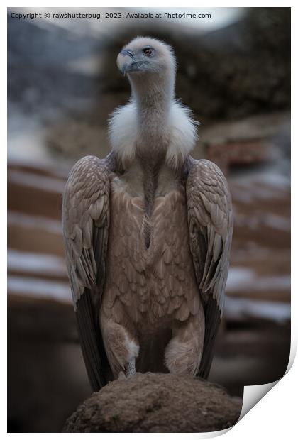 A Detailed Griffon Vulture Portrait Print by rawshutterbug 