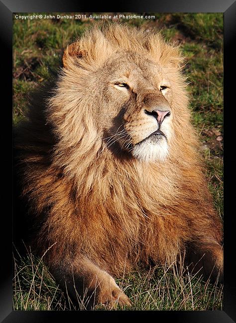 Lion in the sun Framed Print by John Dunbar