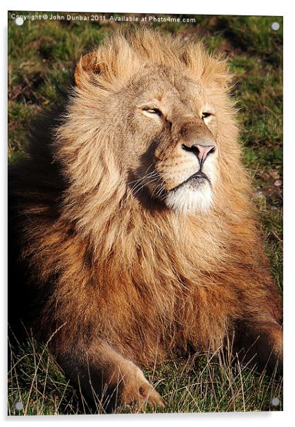 Lion in the sun Acrylic by John Dunbar