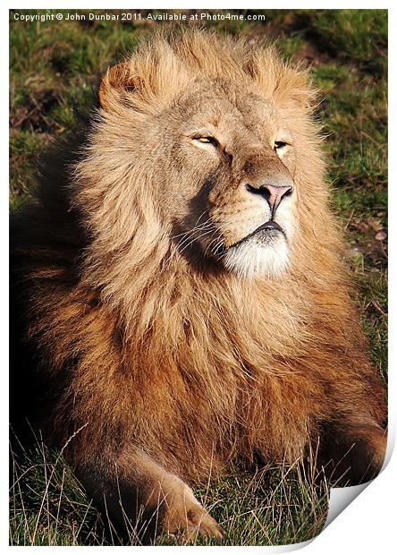 Lion in the sun Print by John Dunbar