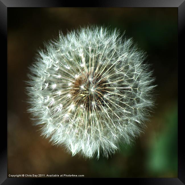 Dandelion seed head Framed Print by Chris Day