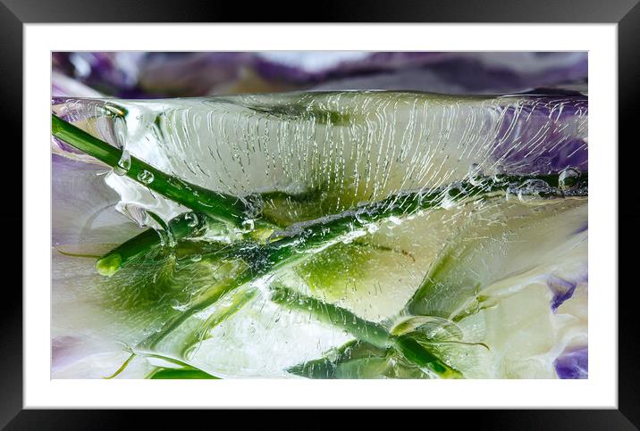  Abstraction of beautiful flowers in ice Framed Mounted Print by Olga Peddi