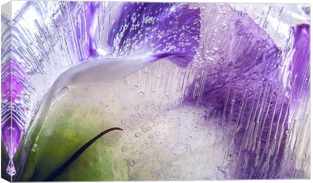  Abstraction of purple flowers in ice Canvas Print by Olga Peddi