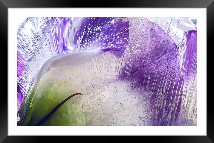  Abstraction of purple flowers in ice Framed Mounted Print by Olga Peddi