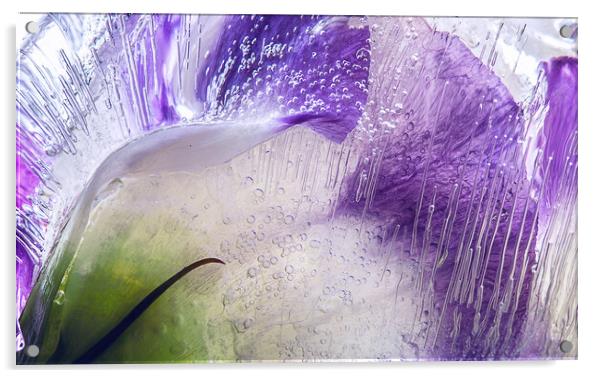  Abstraction of purple flowers in ice Acrylic by Olga Peddi