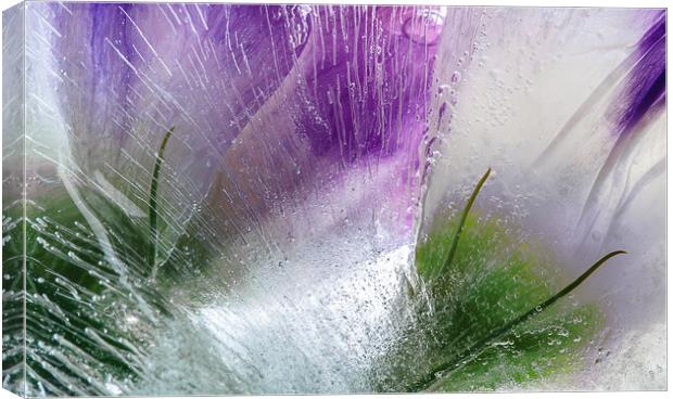  Abstraction of beautiful flowers in ice Canvas Print by Olga Peddi