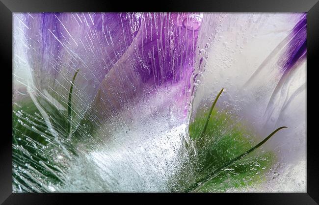  Abstraction of beautiful flowers in ice Framed Print by Olga Peddi