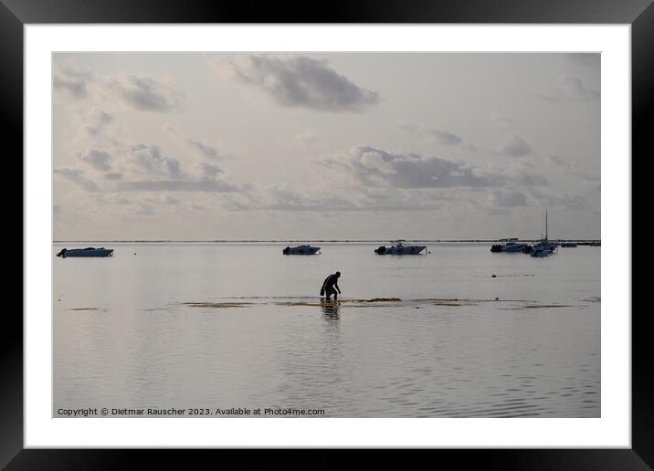 Man collecting sea urchins in a lagoon in Mauritius Framed Mounted Print by Dietmar Rauscher