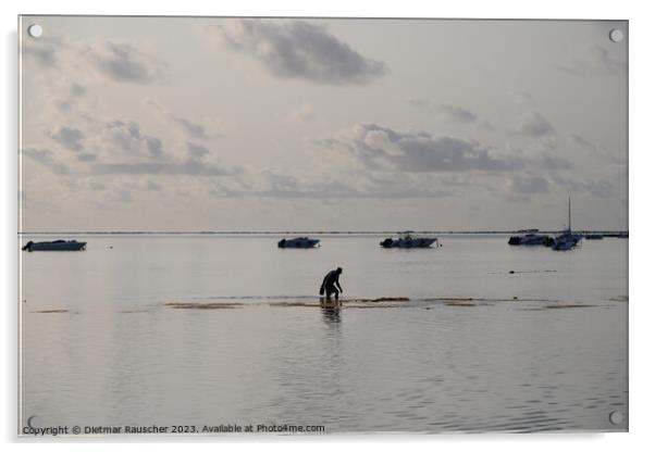 Man collecting sea urchins in a lagoon in Mauritius Acrylic by Dietmar Rauscher