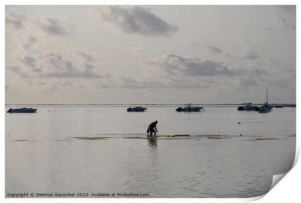 Man collecting sea urchins in a lagoon in Mauritius Print by Dietmar Rauscher
