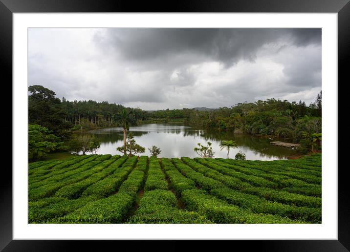 Tea Plantation in Bois Cheri Mauritius Framed Mounted Print by Dietmar Rauscher