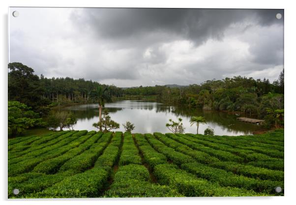 Tea Plantation in Bois Cheri Mauritius Acrylic by Dietmar Rauscher