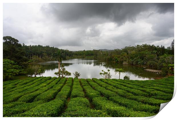 Tea Plantation in Bois Cheri Mauritius Print by Dietmar Rauscher