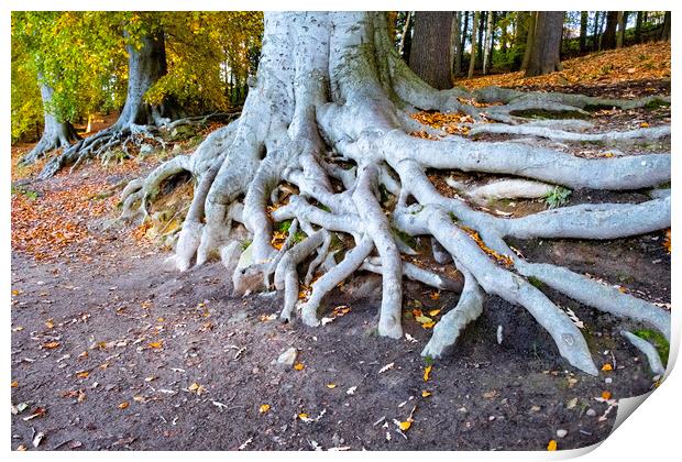 Newmillerdam Roots Print by Steve Smith