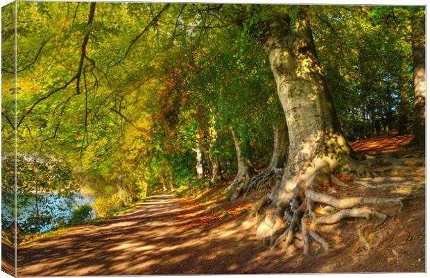 Newmillerdam Country Park Canvas Print by Alison Chambers