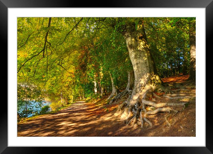 Newmillerdam Country Park Framed Mounted Print by Alison Chambers