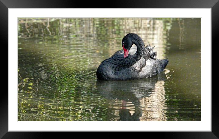 Black swan Framed Mounted Print by kathy white