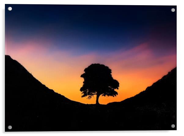 The Sycamore Tree Acrylic by Zap Photos