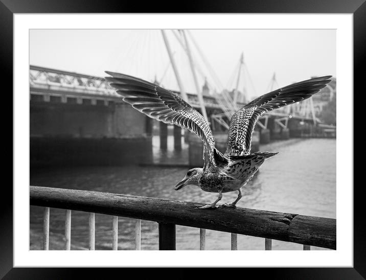 Seagull on London Bridge Framed Mounted Print by Olga Peddi