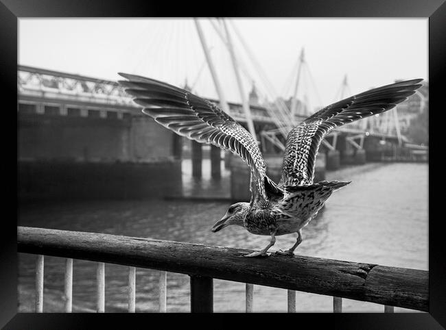 Seagull on London Bridge Framed Print by Olga Peddi