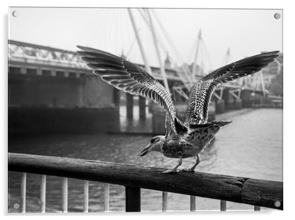 Seagull on London Bridge Acrylic by Olga Peddi