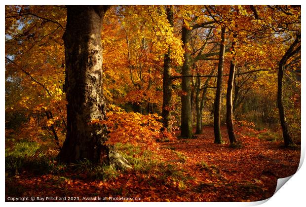 Autumn in the Lakes Print by Ray Pritchard