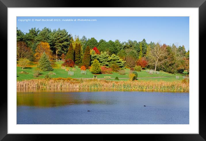 Marshall's Lake in Autumn at Bedgebury Kent Framed Mounted Print by Pearl Bucknall