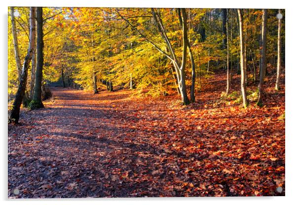 Autumn Woodland Newmillerdam Acrylic by Tim Hill