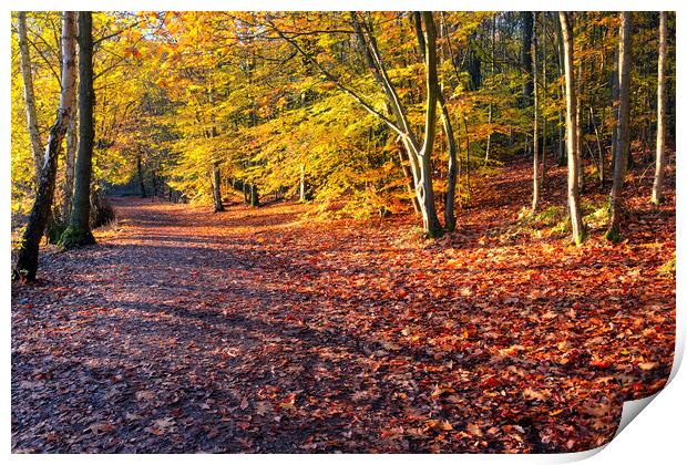 Autumn Woodland Newmillerdam Print by Tim Hill