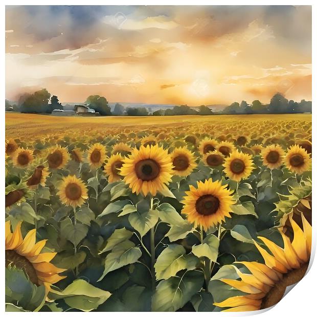 Field of Sunflowers Print by Scott Anderson