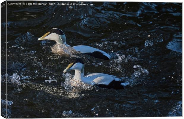 The common eider Canvas Print by Tom McPherson
