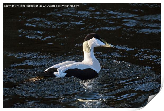 Common Eider Duck Print by Tom McPherson