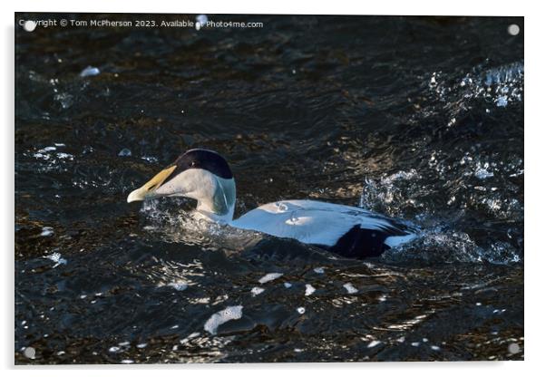 Common Eider Duck Acrylic by Tom McPherson