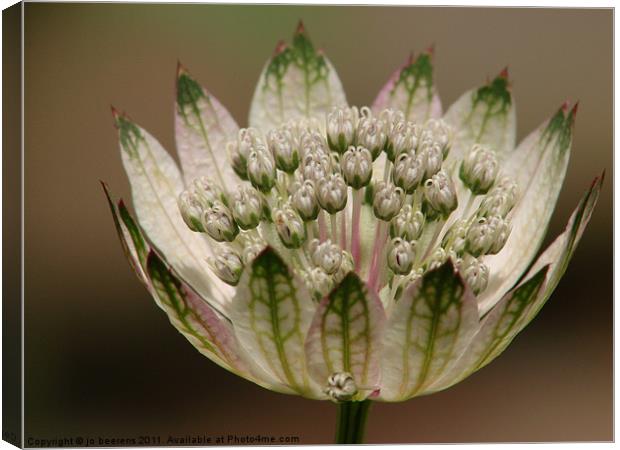 astrantia Canvas Print by Jo Beerens