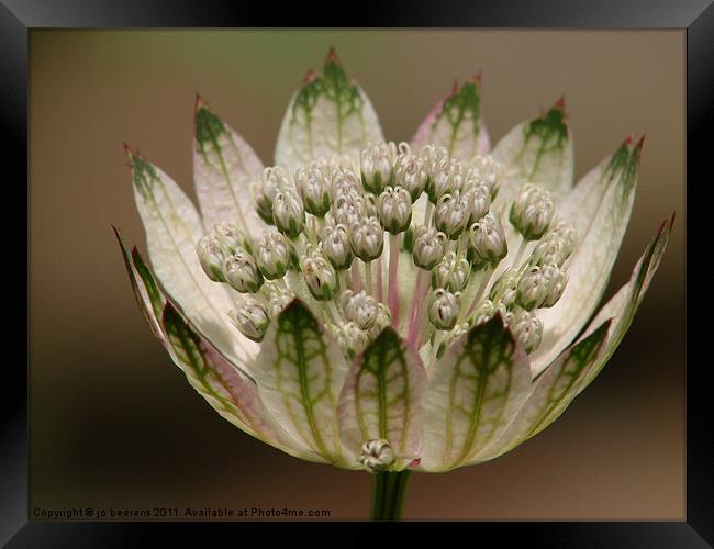 astrantia Framed Print by Jo Beerens