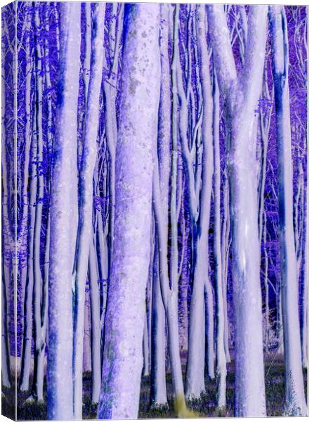 Trees catching the early morning sunlight digital manipulated with a bluish hue Canvas Print by Rory Hailes