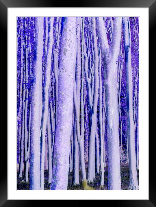 Trees catching the early morning sunlight digital manipulated with a bluish hue Framed Mounted Print by Rory Hailes