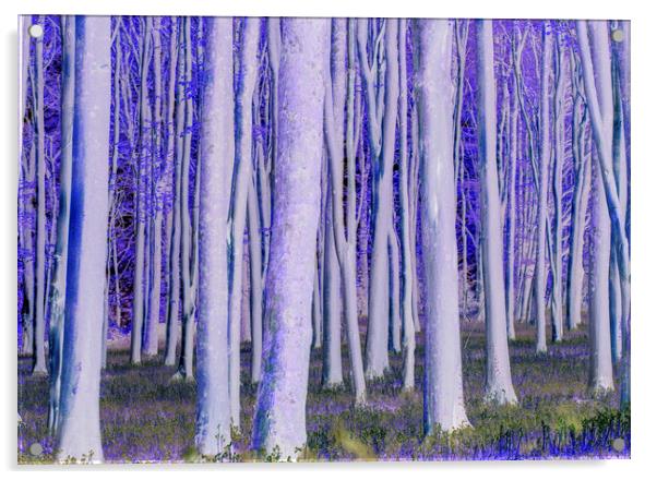 Trees catching the early morning sunlight digitally manipulated  Acrylic by Rory Hailes