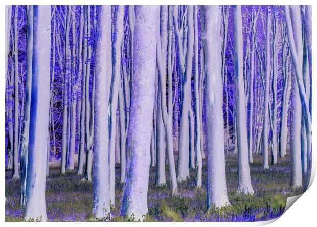 Trees catching the early morning sunlight digitally manipulated  Print by Rory Hailes