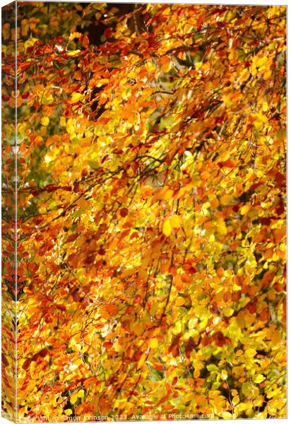 Autumn beech leaves  Canvas Print by Simon Johnson