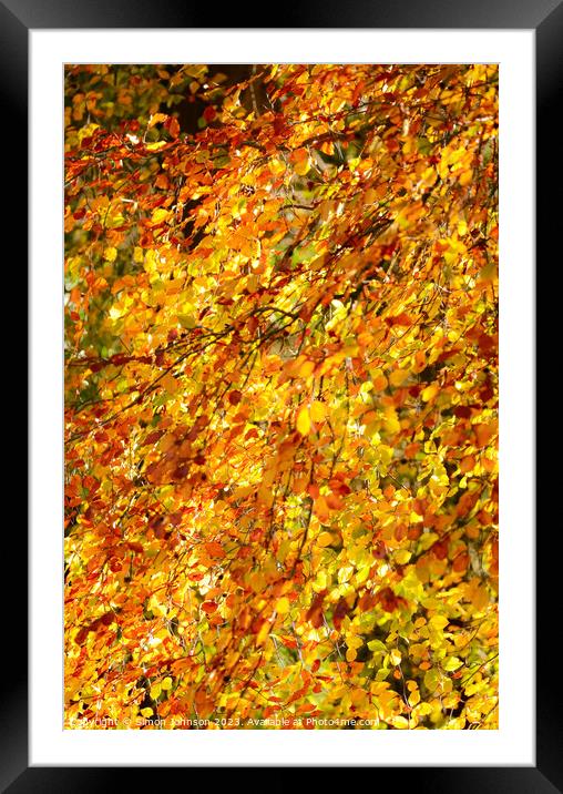Autumn beech leaves  Framed Mounted Print by Simon Johnson