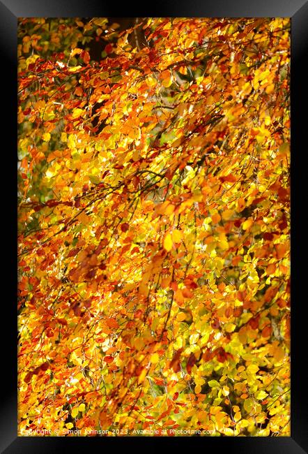 Autumn beech leaves  Framed Print by Simon Johnson