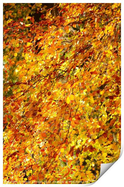 Autumn beech leaves  Print by Simon Johnson