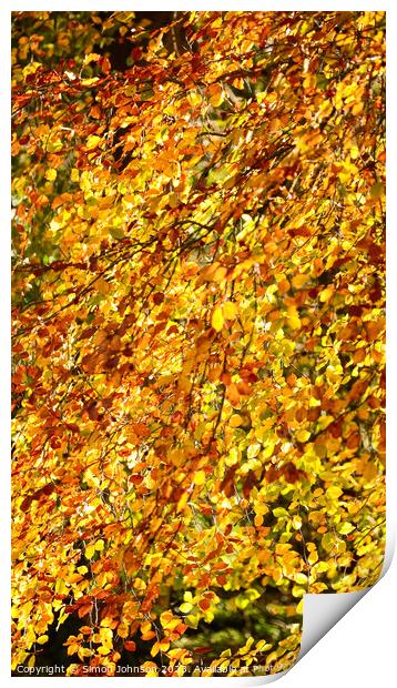  Beech leaves Print by Simon Johnson